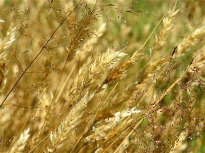 Gewöhnliches Ruchgras (Anthoxanthum odoratum) und Draht-Schmiele (Avenella flexuosa) im Schwetzinger Hardt