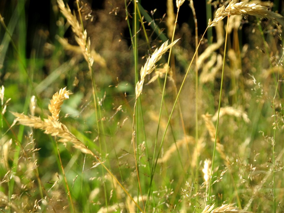 Gewöhnliches Ruchgras (Anthoxanthum odoratum) im Schwetzinger Hardt