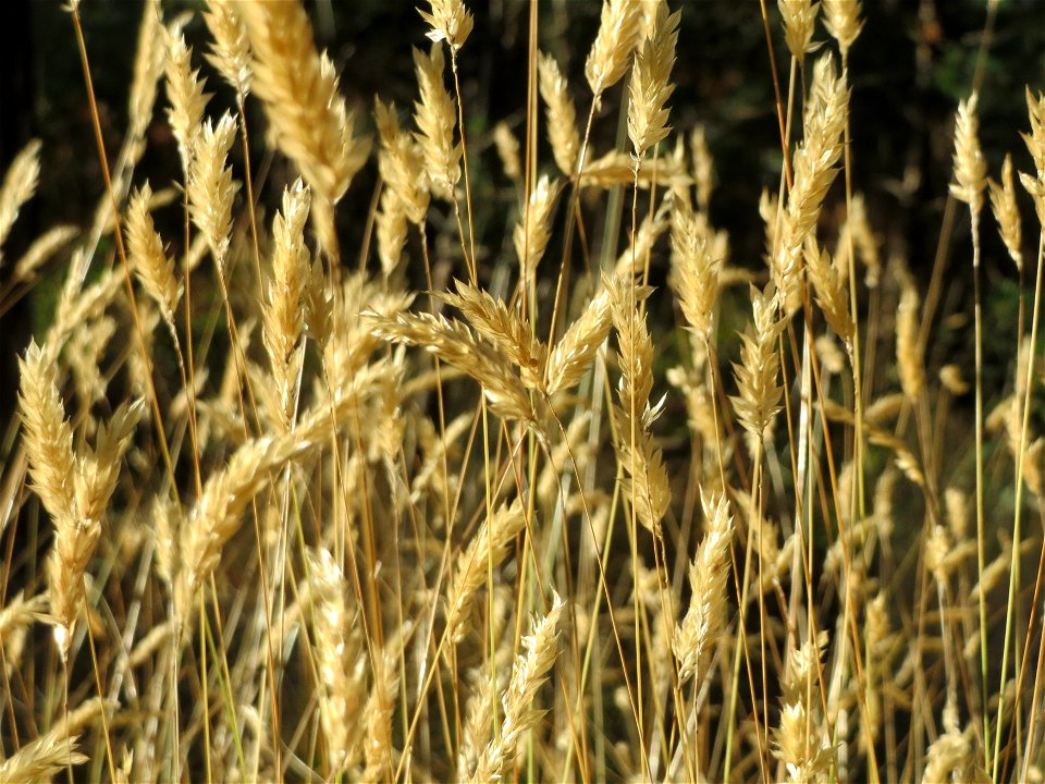 Gewöhnliches Ruchgras (Anthoxanthum odoratum) im Schwetzinger Hardt