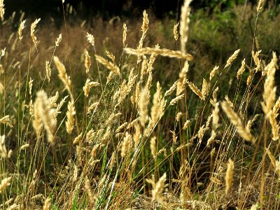 Gewöhnliches Ruchgras (Anthoxanthum odoratum) im Schwetzinger Hardt