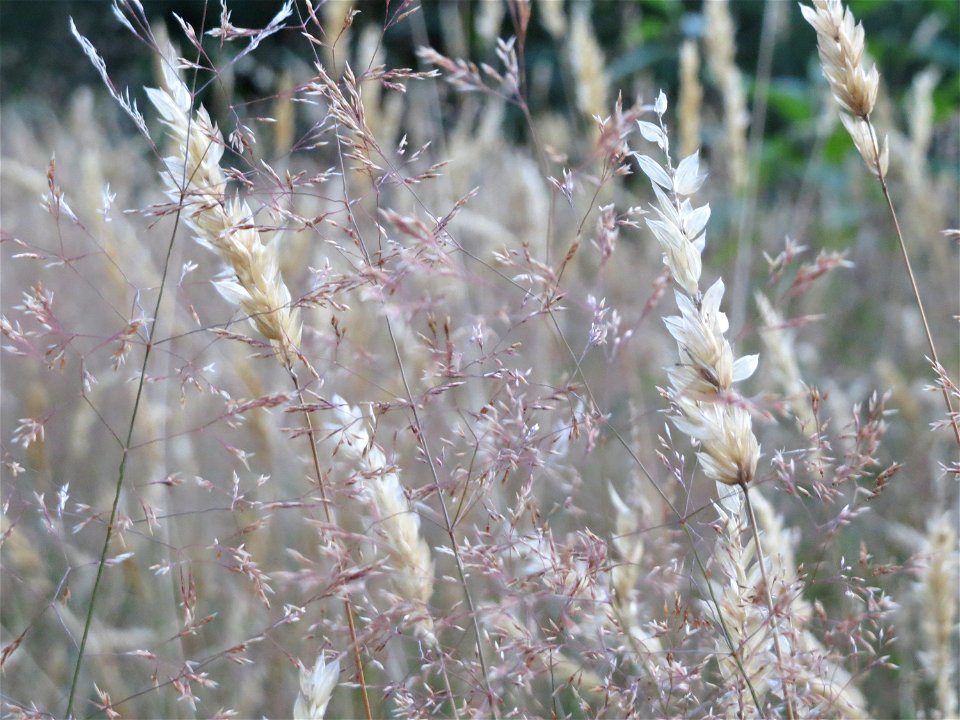 Gewöhnliches Ruchgras (Anthoxanthum odoratum) und Rotes Straußgras (Agrostis capillaris) im Schwetzinger Hardt