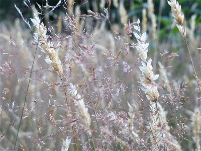 Gewöhnliches Ruchgras (Anthoxanthum odoratum) und Rotes Straußgras (Agrostis capillaris) im Schwetzinger Hardt