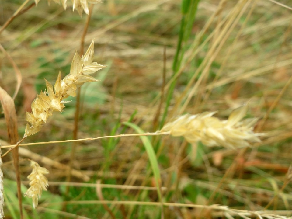 Gewöhnliches Ruchgras (Anthoxanthum odoratum) an der Elisabethenstraße bei Wiesbaden