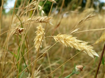 Gewöhnliches Ruchgras (Anthoxanthum odoratum) an der Elisabethenstraße bei Wiesbaden