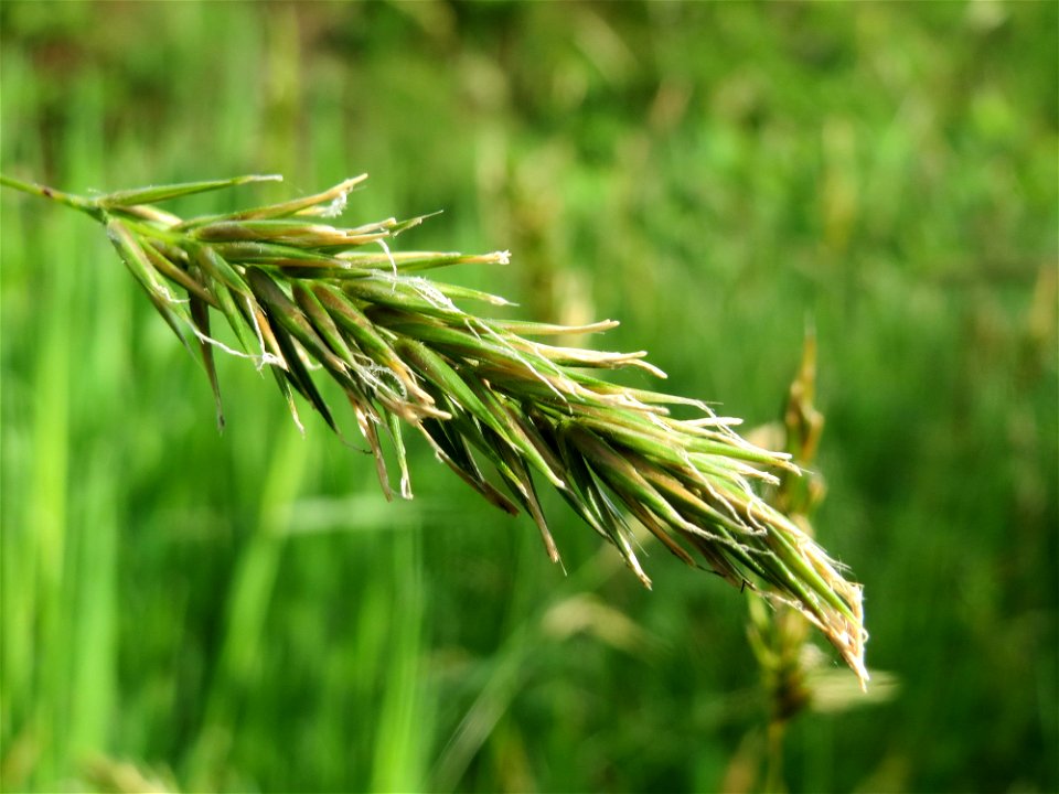 Gewöhnliches Ruchgras (Anthoxanthum odoratum) im Schwetzinger Hardt
