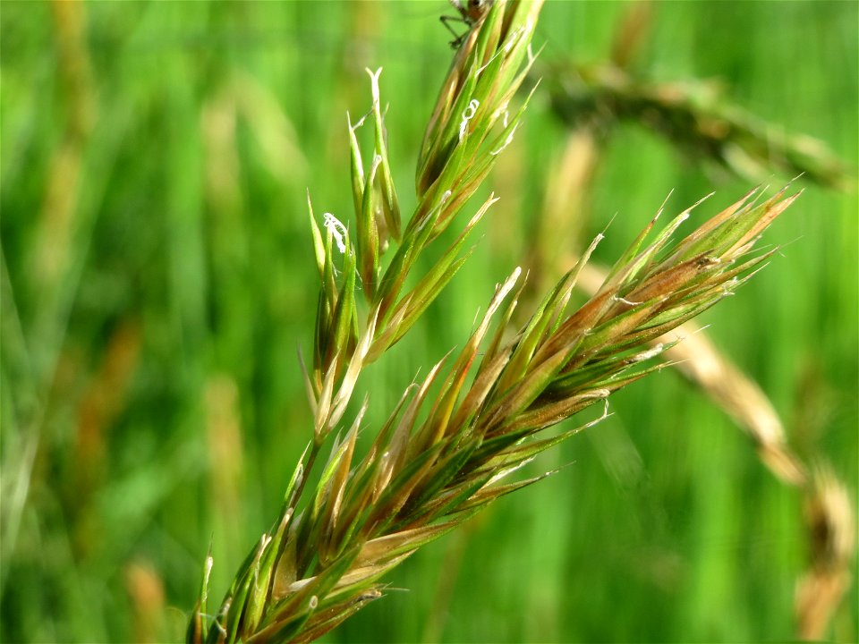 Gewöhnliches Ruchgras (Anthoxanthum odoratum) im Schwetzinger Hardt