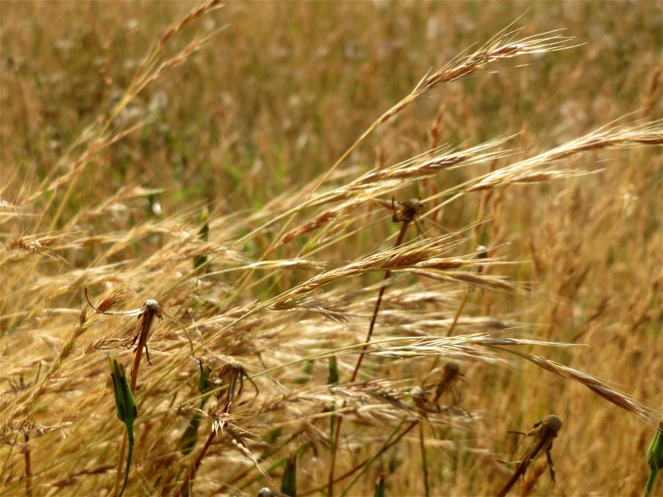 Gewöhnliches Ruchgras (Anthoxanthum odoratum) in Hockenheim
