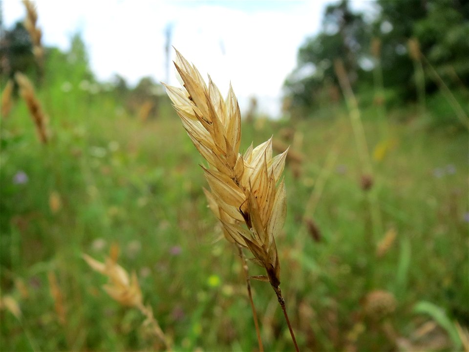 Gewöhnliches Ruchgras (Anthoxanthum odoratum) im Schwetzinger Hardt - an der Bahnstrecke Mannheim-Karlsruhe findet sich ein kleines Sandmagerrasen-Biotop mit typischer Binnendünen-Vegetation