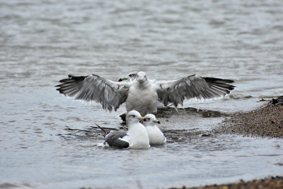 Bird wild birds seabird