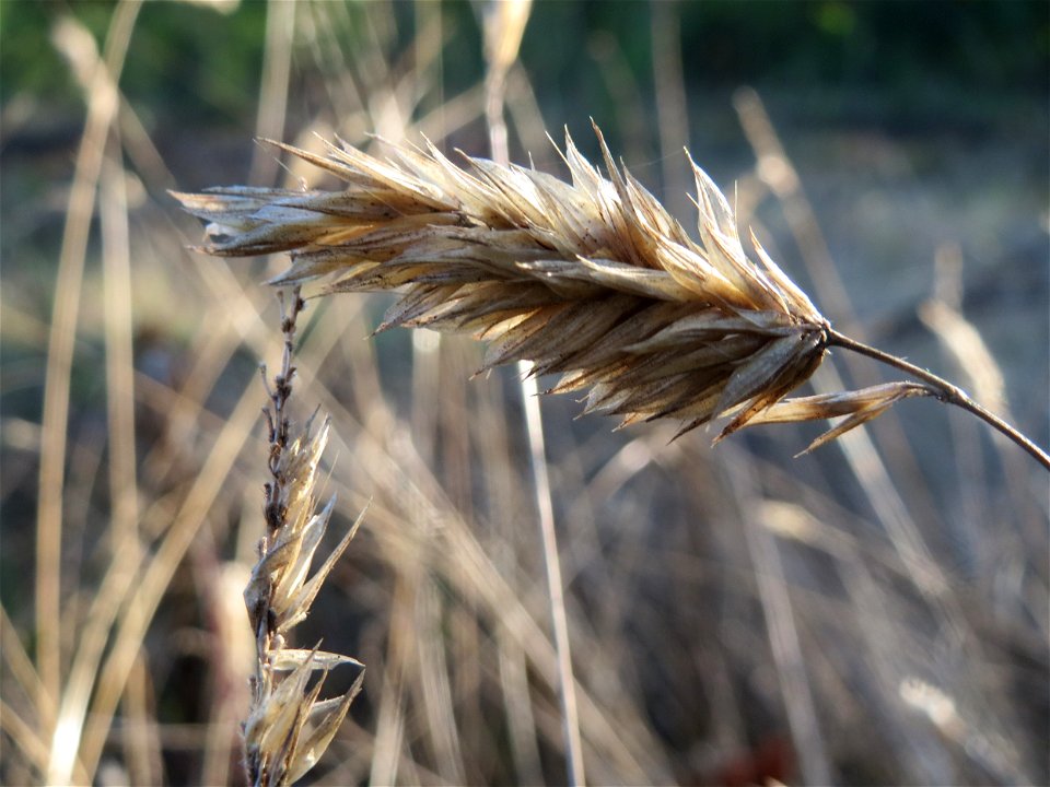 Gewöhnliches Ruchgras (Anthoxanthum odoratum) auf einer Rodungsfläche zwischen B36 und L722 im Schwetzinger Hardt