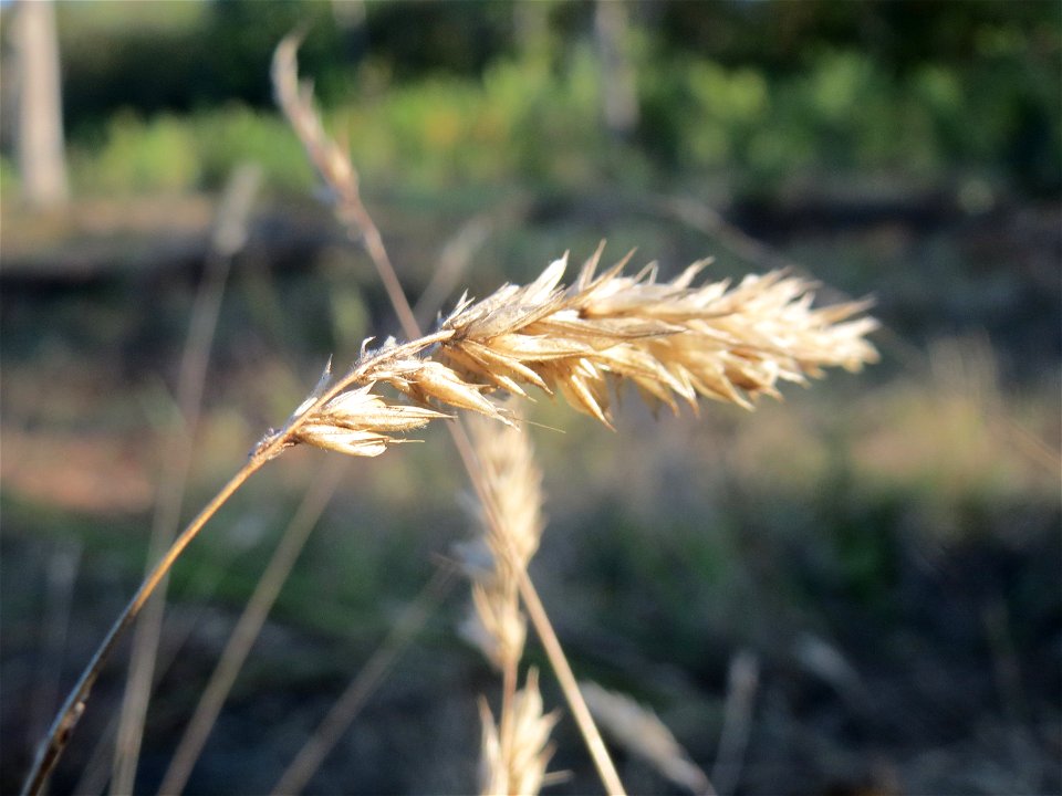 Gewöhnliches Ruchgras (Anthoxanthum odoratum) auf einer Rodungsfläche zwischen B36 und L722 im Schwetzinger Hardt
