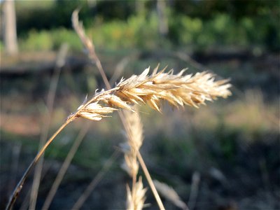 Gewöhnliches Ruchgras (Anthoxanthum odoratum) auf einer Rodungsfläche zwischen B36 und L722 im Schwetzinger Hardt