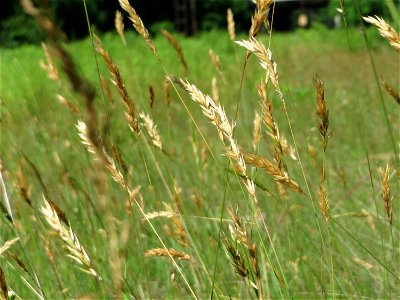 Gewöhnliches Ruchgras (Anthoxanthum odoratum) in der Schwetzinger Hardt - an der Bahnstrecke Mannheim-Karlsruhe findet sich ein kleines Sandmagerrasen-Biotop mit typischer Binnendünen-Vegetation