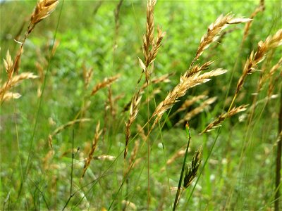 Gewöhnliches Ruchgras (Anthoxanthum odoratum) in der Schwetzinger Hardt - an der Bahnstrecke Mannheim-Karlsruhe findet sich ein kleines Sandmagerrasen-Biotop mit typischer Binnendünen-Vegetation