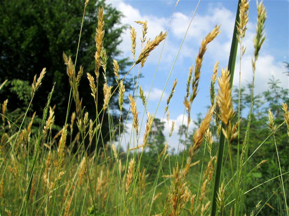 Gewöhnliches Ruchgras (Anthoxanthum odoratum) in der Schwetzinger Hardt