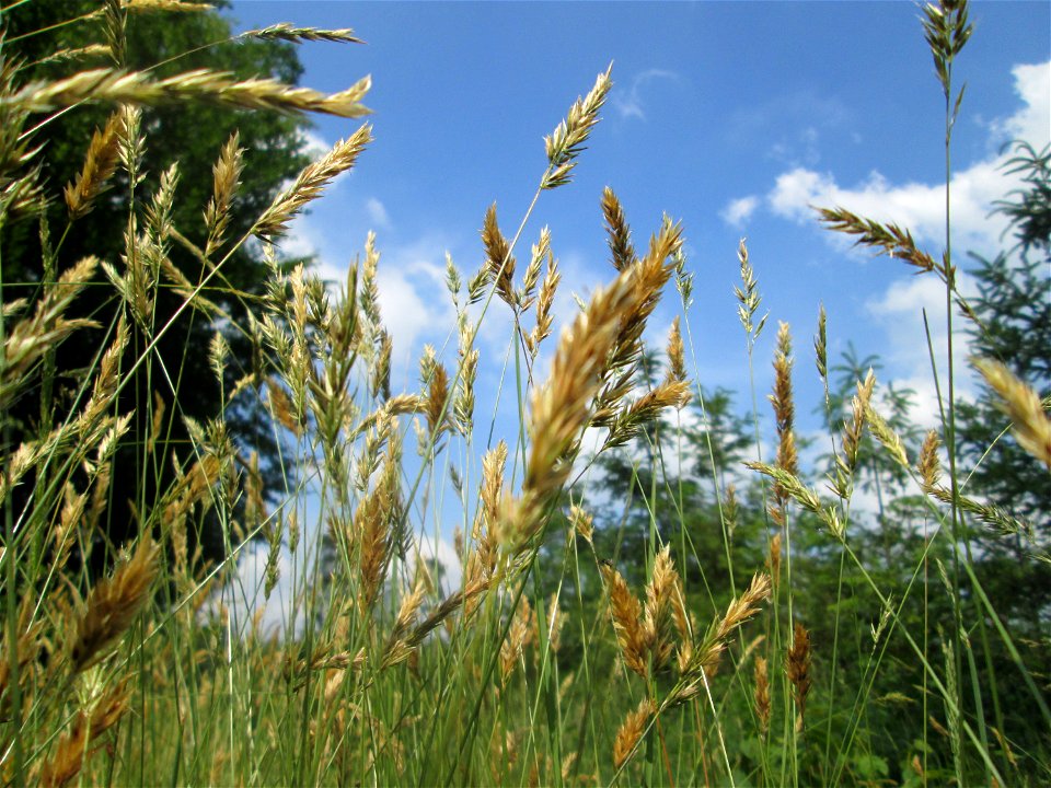 Gewöhnliches Ruchgras (Anthoxanthum odoratum) in der Schwetzinger Hardt