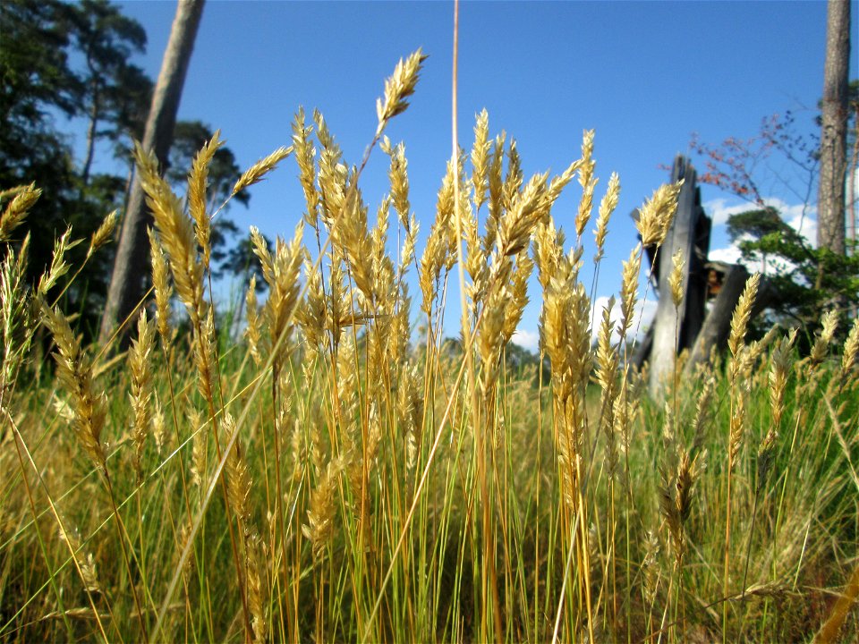 Gewöhnliches Ruchgras (Anthoxanthum odoratum) in der Schwetzinger Hardt