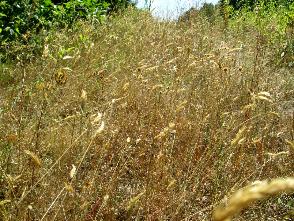 Gewöhnliches Ruchgras (Anthoxanthum odoratum) an einer kleinen Binnendüne am Randstreifen der Rheinbahn in der Schwetzinger Hardt