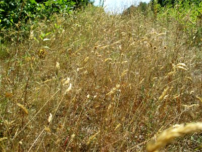 Gewöhnliches Ruchgras (Anthoxanthum odoratum) an einer kleinen Binnendüne am Randstreifen der Rheinbahn in der Schwetzinger Hardt