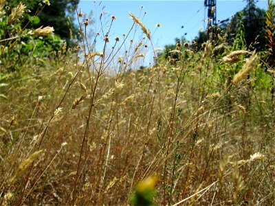 Gewöhnliches Ruchgras (Anthoxanthum odoratum) an einer kleinen Binnendüne am Randstreifen der Rheinbahn in der Schwetzinger Hardt