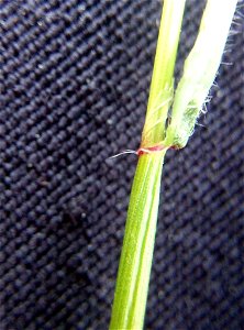 sweet vernal grass (Anthoxanthum odoratum)