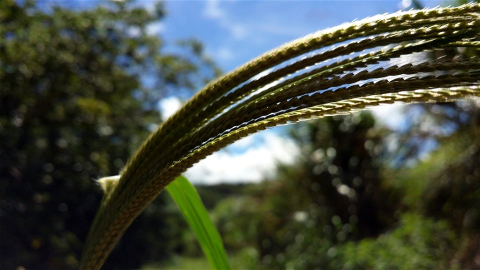 new inflorescens.