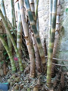 Dendrocalamus asper in the garden of Val-Rameh in Menton (Alpes-Maritimes, France)