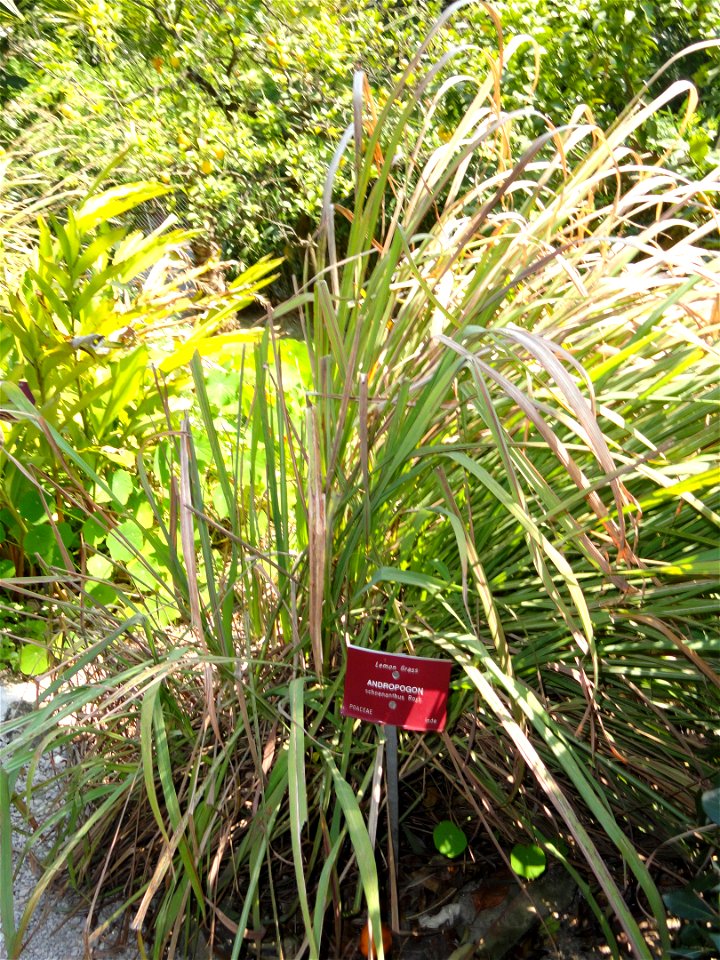 Andropogon schoenanthus specimen in the Jardin botanique du Val Rahmeh, Menton, Alpes-Maritimes, France.