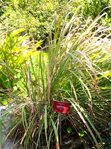 Andropogon schoenanthus specimen in the Jardin botanique du Val Rahmeh, Menton, Alpes-Maritimes, France.