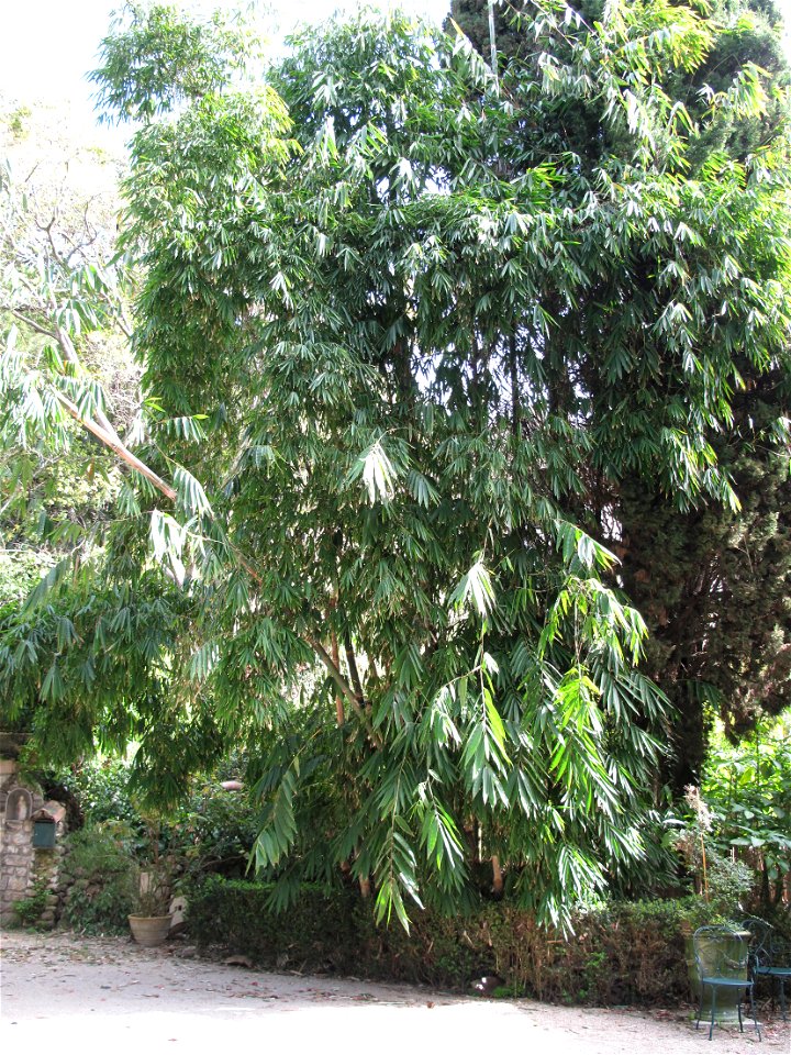 Dendrocalamus asper in the entrance of the jardin des Serres de la Madone in Menton (Alpes-Maritimes, France). Identified by its botanic label.