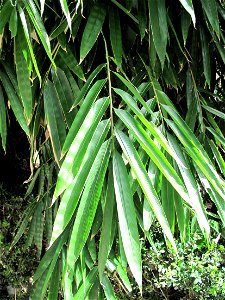 Dendrocalamus asper in the entrance of the jardin des Serres de la Madone in Menton (Alpes-Maritimes, France). Identified by its botanic label.