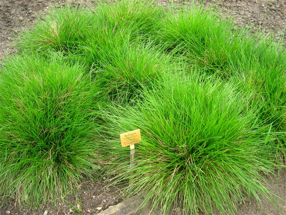 Deschampsia cespitosa specimen in the Botanischer Garten, Berlin-Dahlem (Berlin Botanical Garden), Berlin, Germany.
