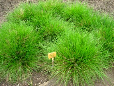 Deschampsia cespitosa specimen in the Botanischer Garten, Berlin-Dahlem (Berlin Botanical Garden), Berlin, Germany.
