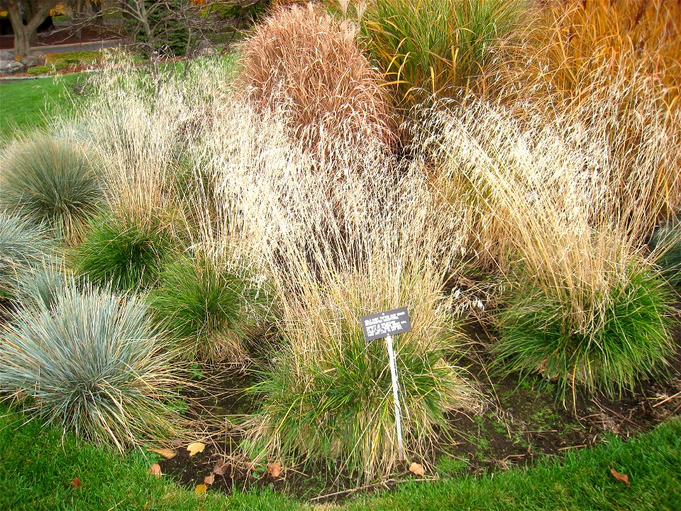Deschampsia cespitosa, Manito Park, Spokane, Washington, USA.