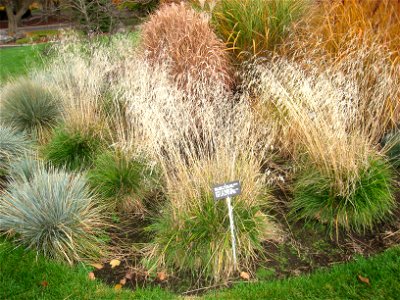 Deschampsia cespitosa, Manito Park, Spokane, Washington, USA.