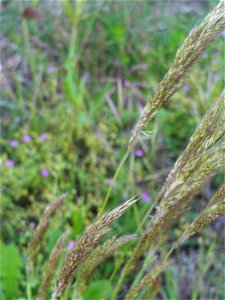 Deschampsia cespitosa close up, in Sierra Madrona, Spain