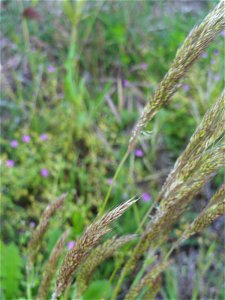 Deschampsia cespitosa close up, in Sierra Madrona, Spain photo