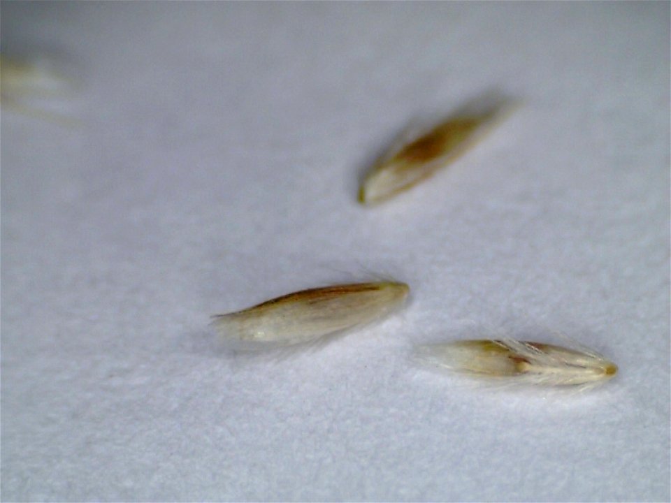 Deschampsia cespitosa seed (English Name - tufted hair grass)