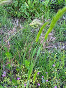 Deschampsia cespitosa close up, in Sierra Madrona, Spain photo