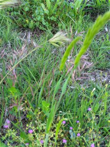 Deschampsia cespitosa close up, in Sierra Madrona, Spain