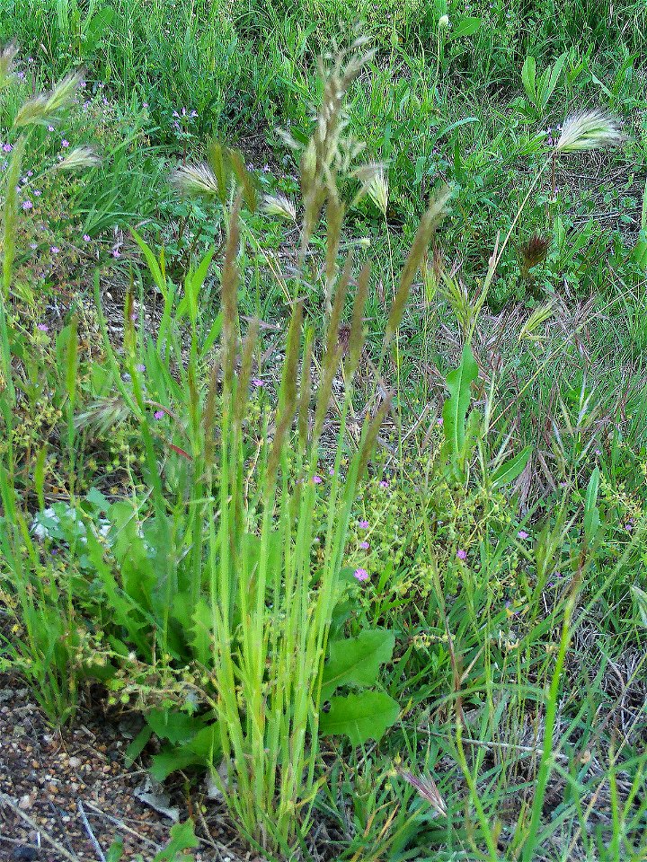 Deschampsia cespitosa habit, in Sierra Madrona, Spain