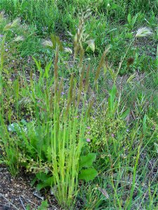 Deschampsia cespitosa habit, in Sierra Madrona, Spain photo