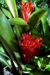 Billbergia pyramidalis