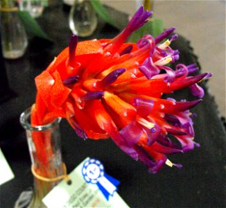 Billbergia pyramidalis on display at the San Diego County Fair, California, USA. This specimen won 1st place for Most Unusual Bloom.
