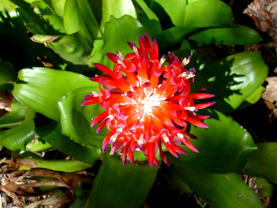 Bromelaid (billbergia pyramidalis)