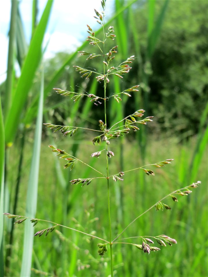 Gewöhnliches Rispengras (Poa trivialis) im Naturschutzgebiet Bachwiesen/Leopoldswiesen im Hockenheimer Rheinbogen