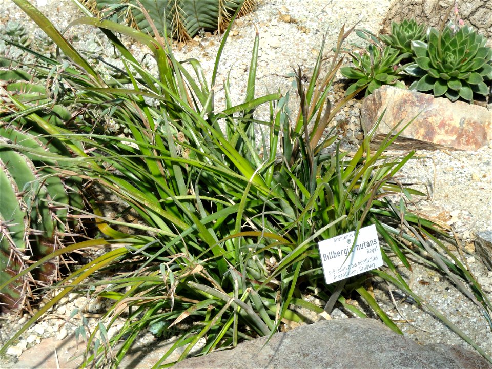 Billbergia nutans specimen in the Botanischer Garten München-Nymphenburg, Munich, Germany.