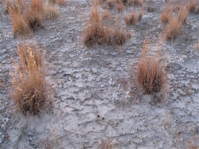 Photo of plants (Indian Ricegrass (Achnatherum hymenoides) growing in cryptobiotic crust at the White Sands National Monument.  I took this picture in the evening.