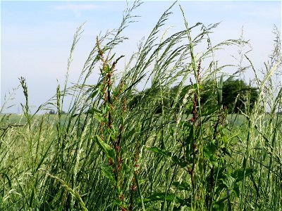 Gewöhnlicher Glatthafer (Arrhenatherum elatius) bei Hockenheim
