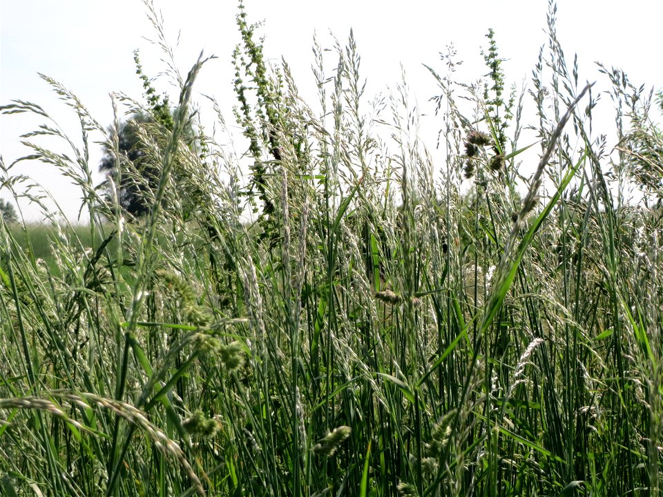 Gewöhnlicher Glatthafer (Arrhenatherum elatius) bei Hockenheim